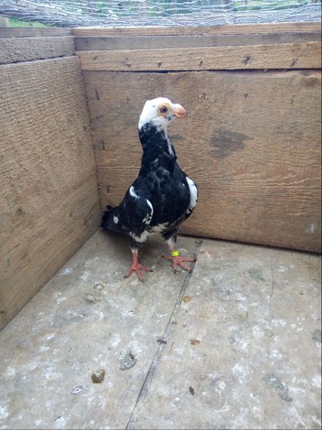 Pui din P12 - Pui 2017