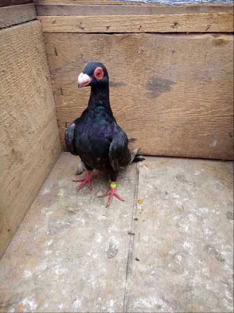 Pui din P10 - Pui 2017