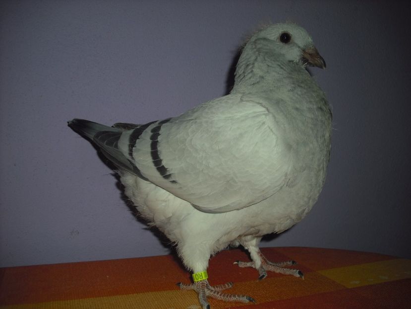 6852-17 - Tineret 2017