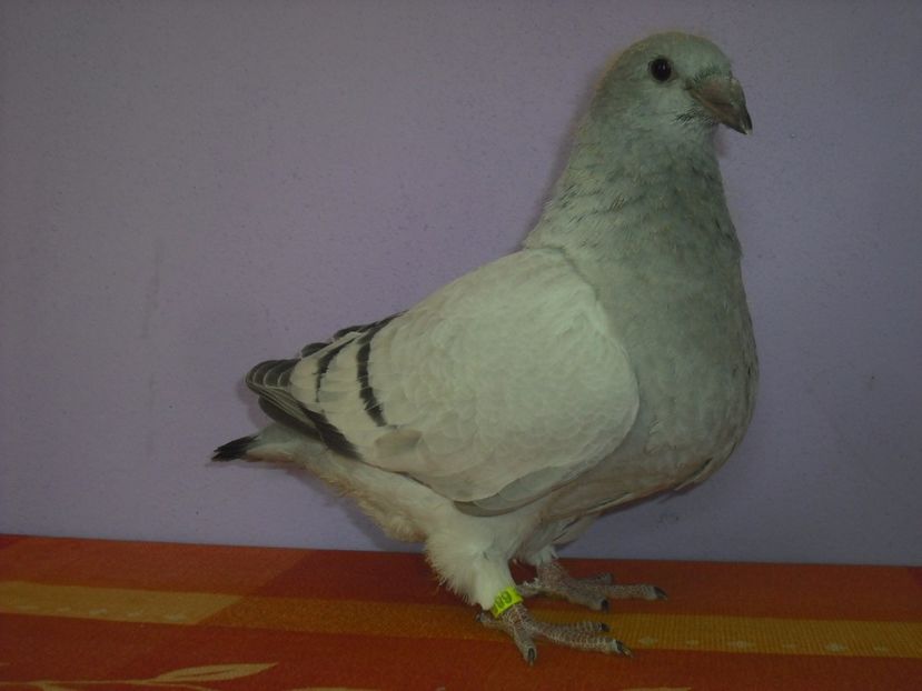 6854-17 - Tineret 2017