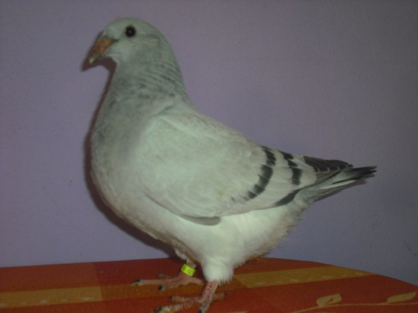 6855-17 - Tineret 2017