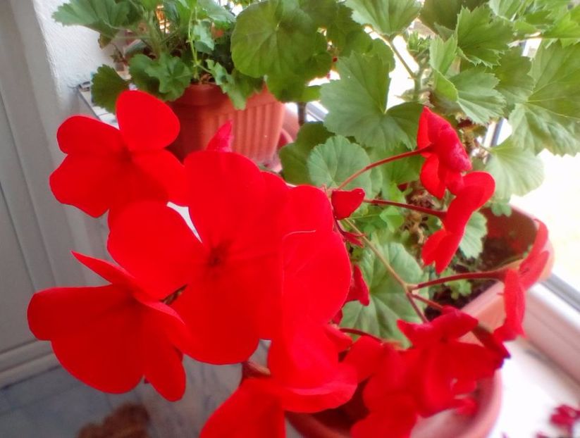 muscate rosu intens - plante de interior