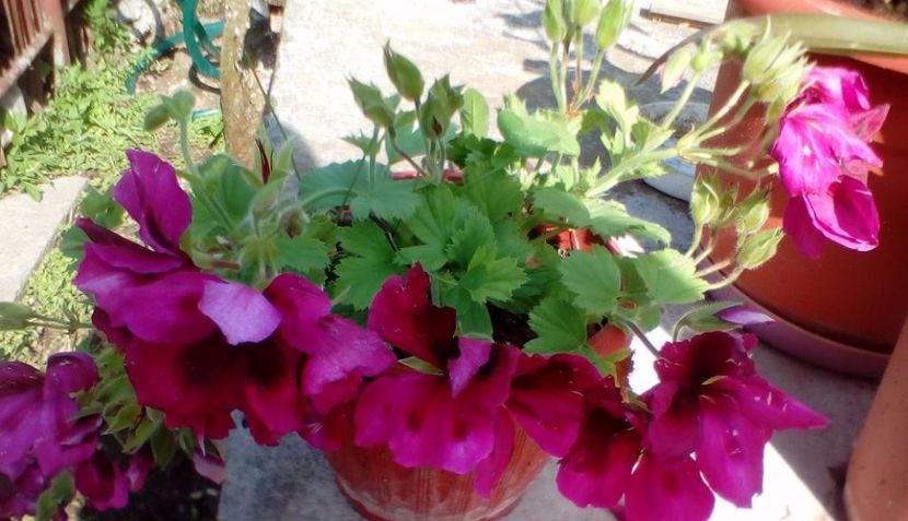 muscate floare mare siclam cu grena la mijloc - plante de interior