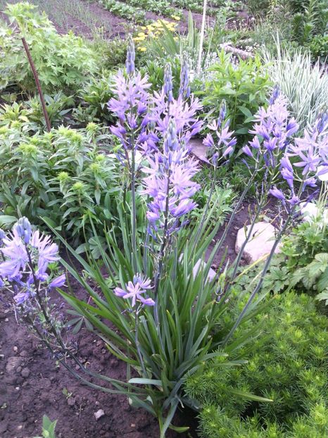  - 01-Flori din curtea mea 2017