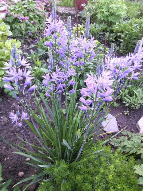  - 01-Flori din curtea mea 2017