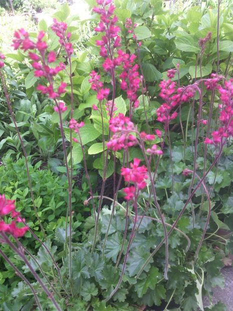 heuchera inflorita - 01-Flori din curtea mea 2017