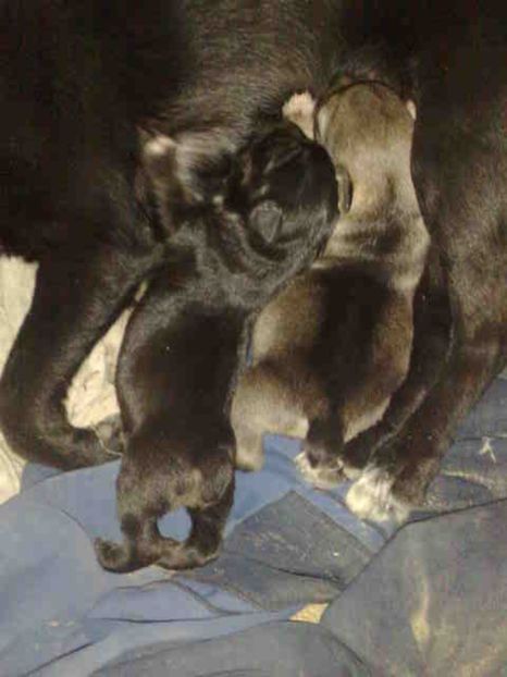  - Caini de sobolani-dihori-paza