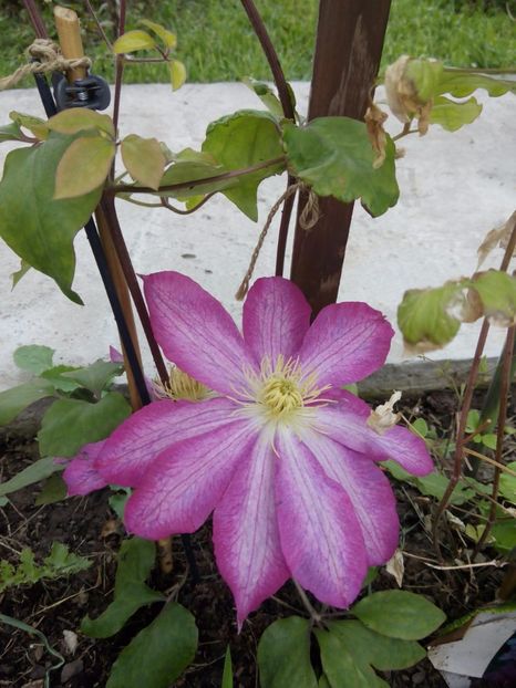 9.05-assao - clematis 2017