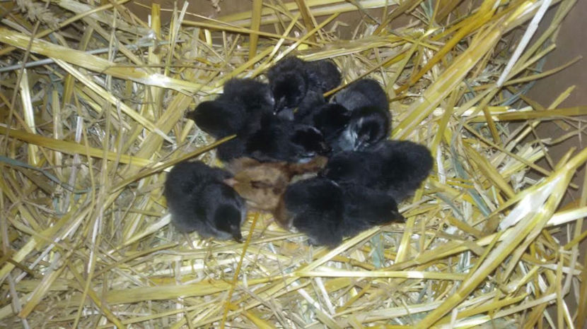 continuam aventura - A2 - Pitice de Corbeanca