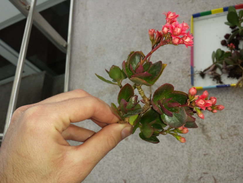  - Plante de balcon si camera - 2017