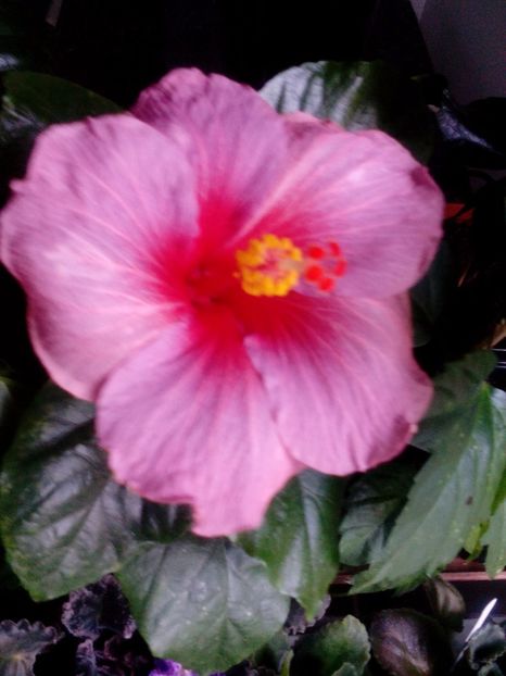 Electric Blue - Hibiscusi 2017