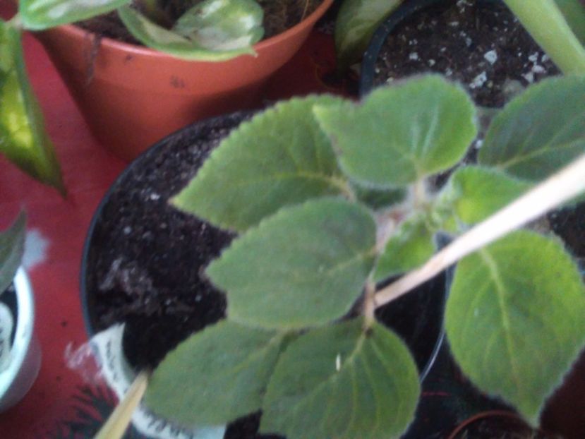 Kohleria - Florile mele