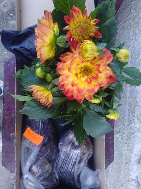  - Florile mele