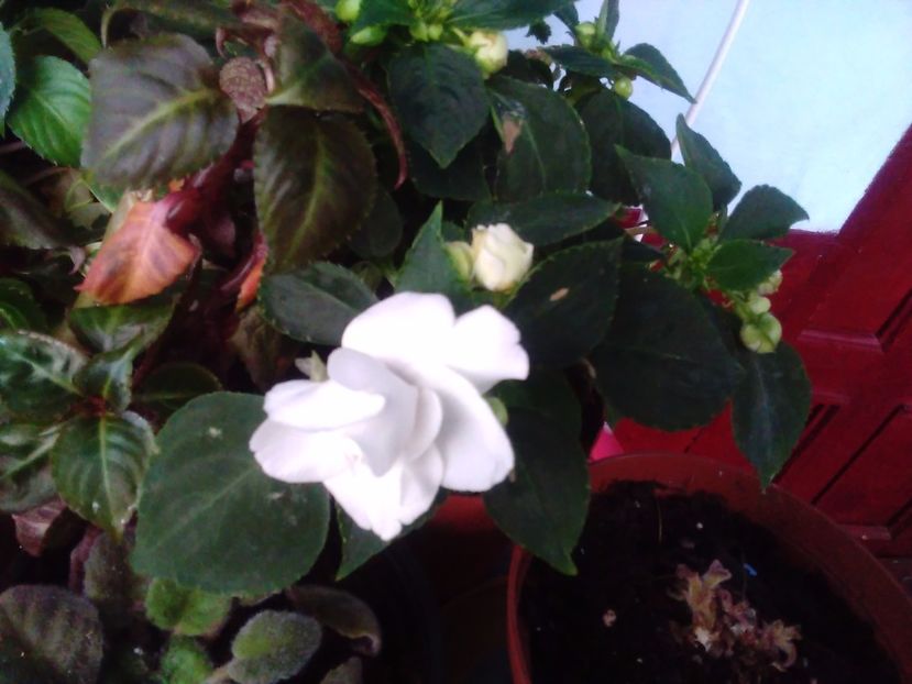 Sporul casei - Florile mele