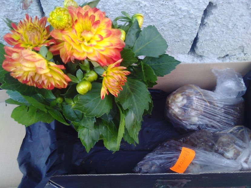 Dalie pitica - Florile mele