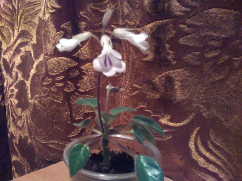 Chirita Tamania - Florile mele