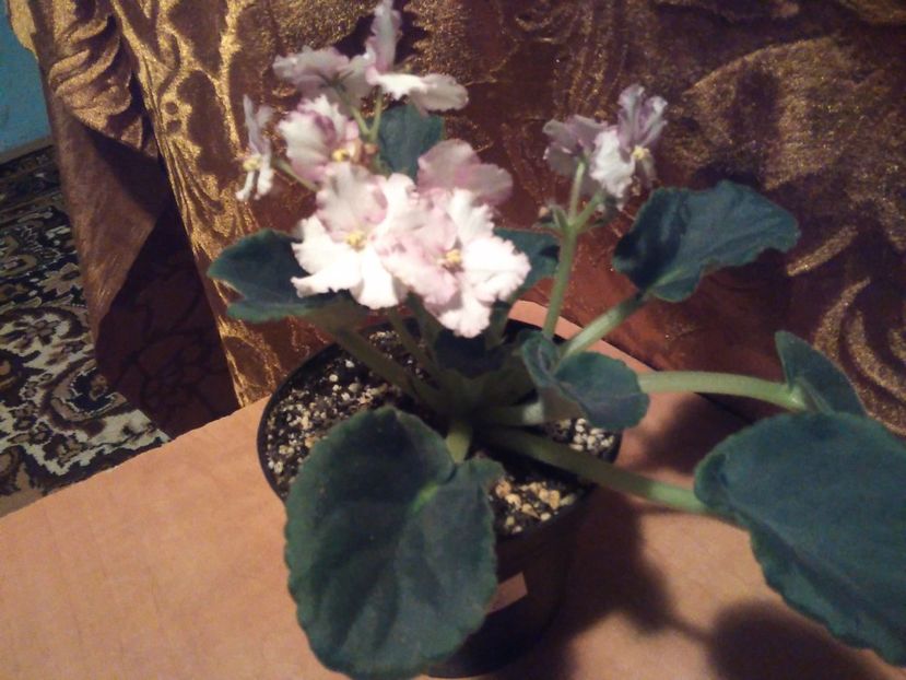  - Florile mele