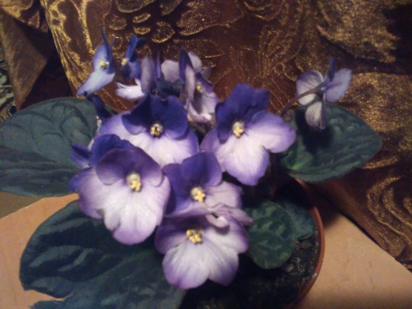  - Florile mele