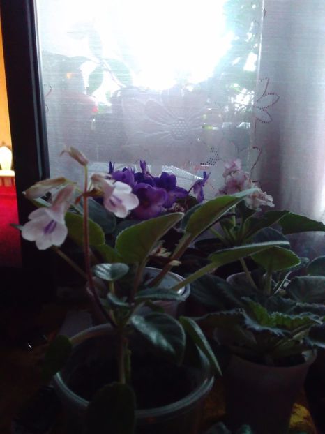  - Florile mele