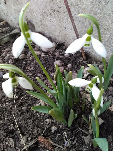 Ghiocei - Florile mele