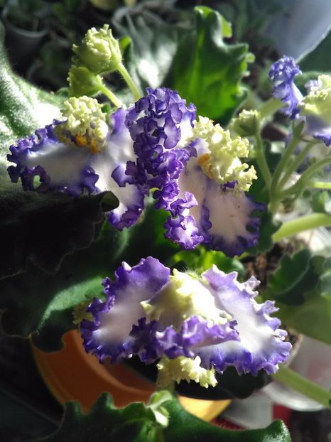 Curly Ocean - Florile mele