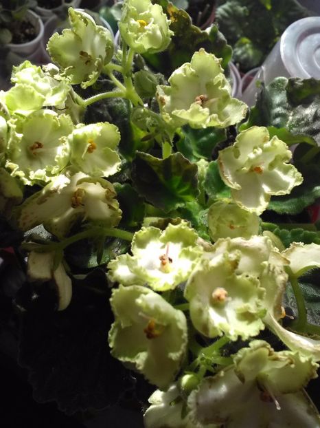 Green - Florile mele