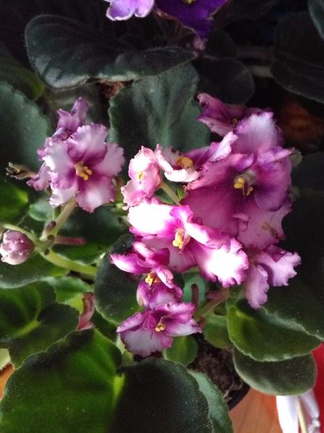  - Florile mele