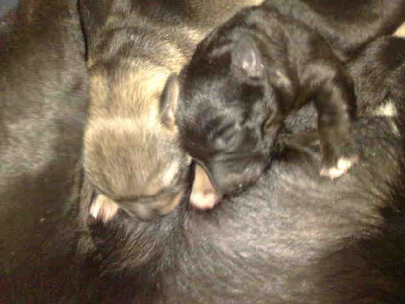  - Caini de sobolani-dihori-paza