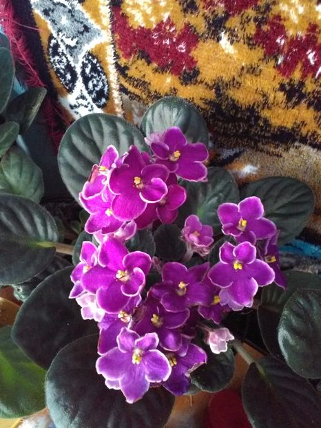  - Florile mele