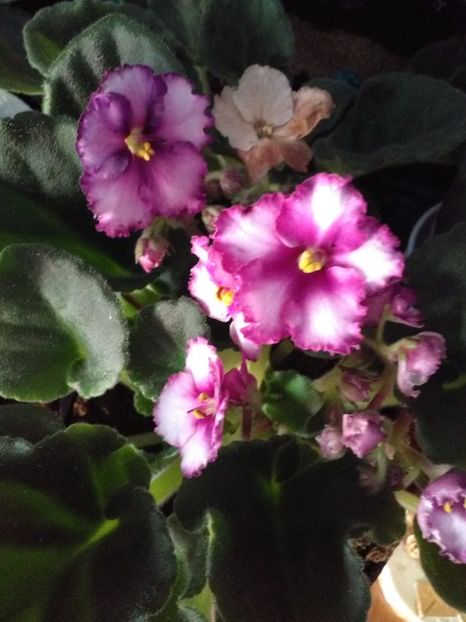  - Florile mele