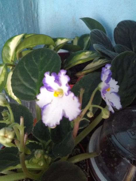 - Florile mele