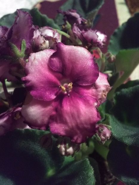  - Florile mele