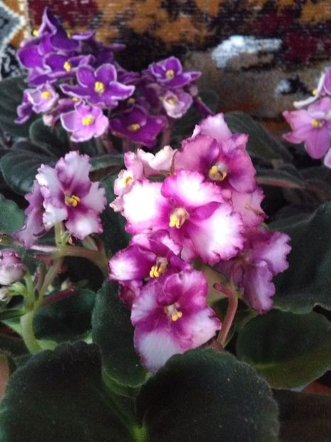  - Florile mele