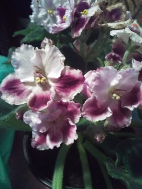  - Florile mele