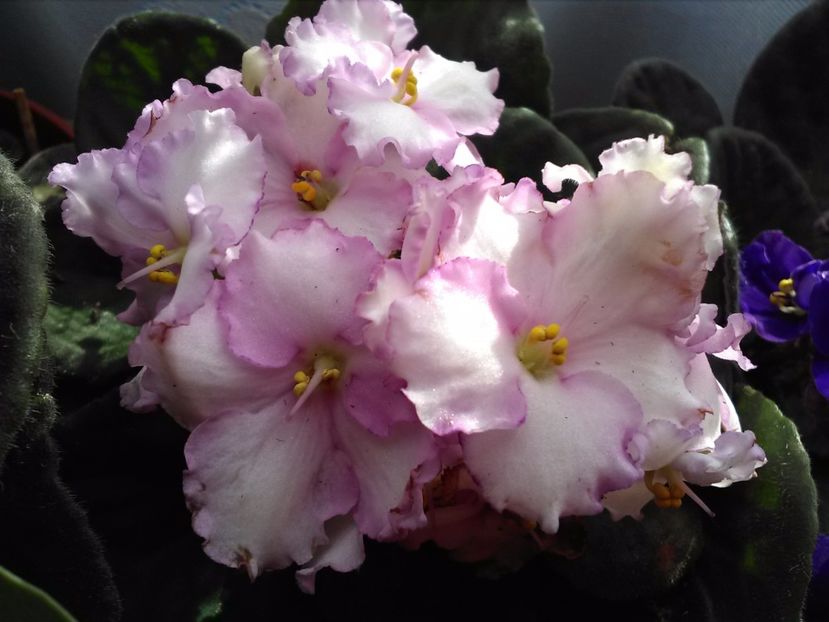  - Florile mele