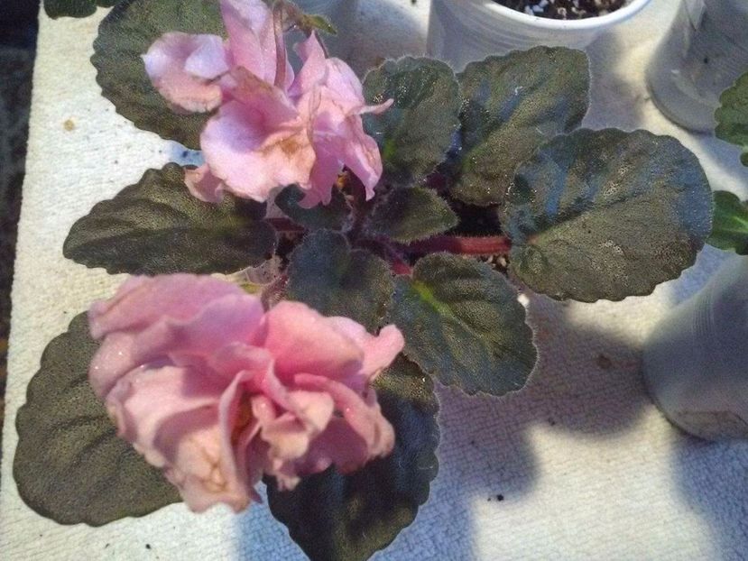 received_141668273022570 - Florile mele