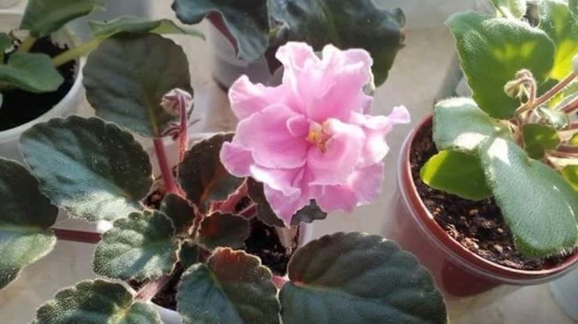 received_155794301609967 - Florile mele