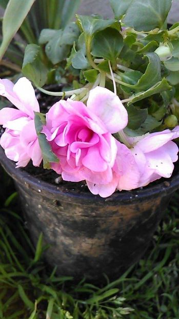 received_174761126379951 - Florile mele