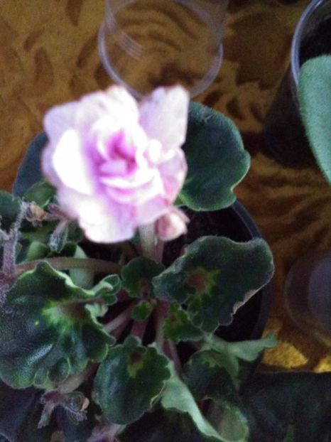 received_176417052881025 - Florile mele