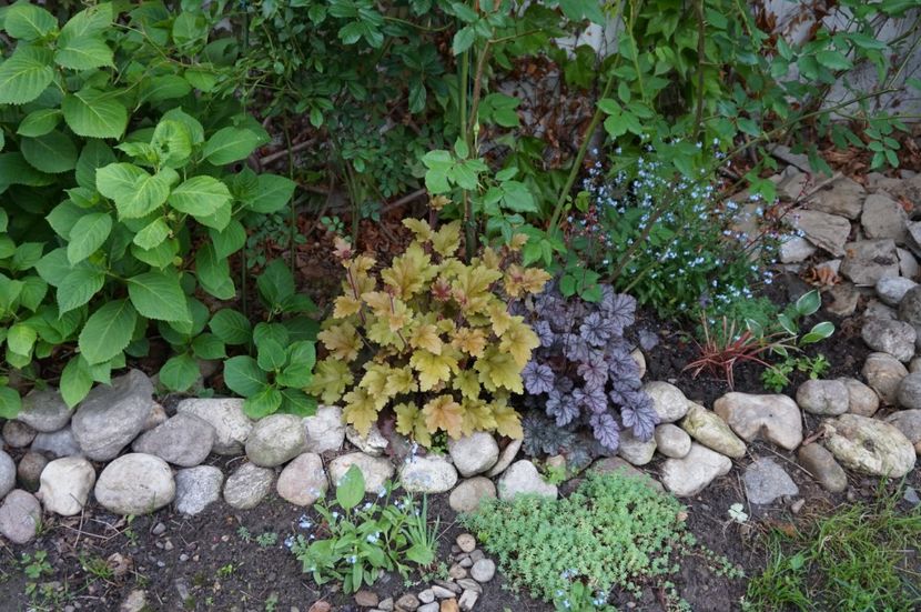  - Heuchera 2017