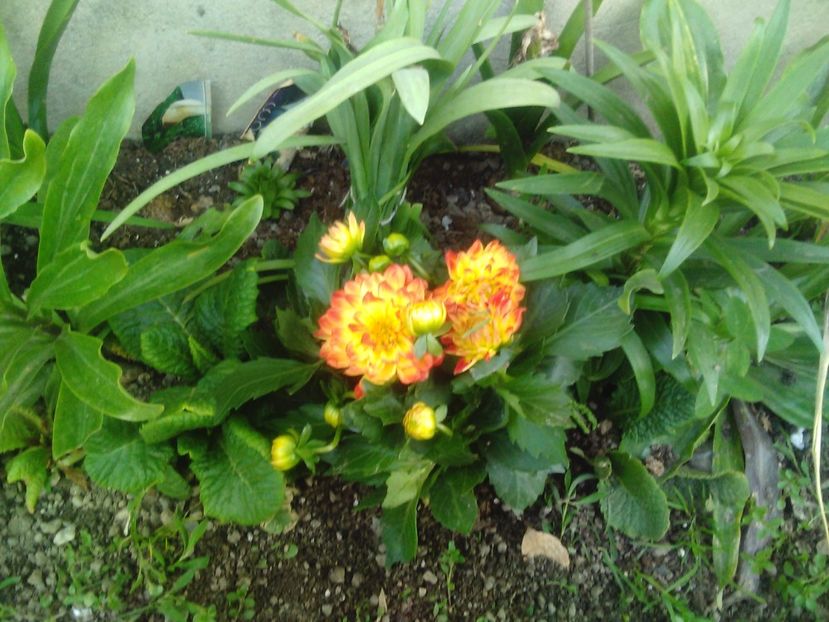  - Florile mele