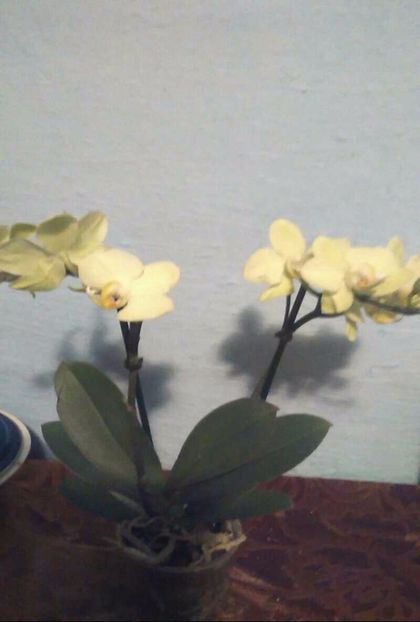  - Florile mele