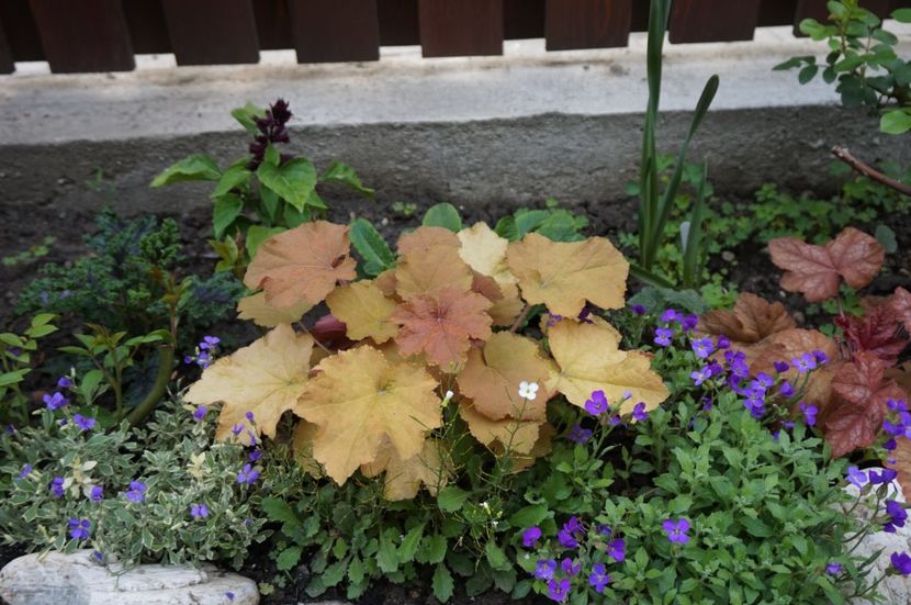  - Heuchera 2017