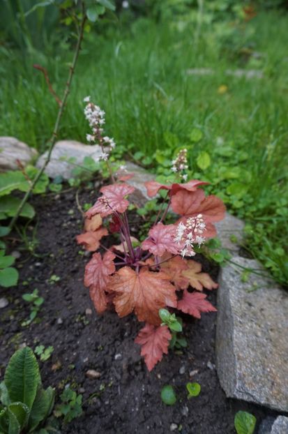 - Heuchera 2017
