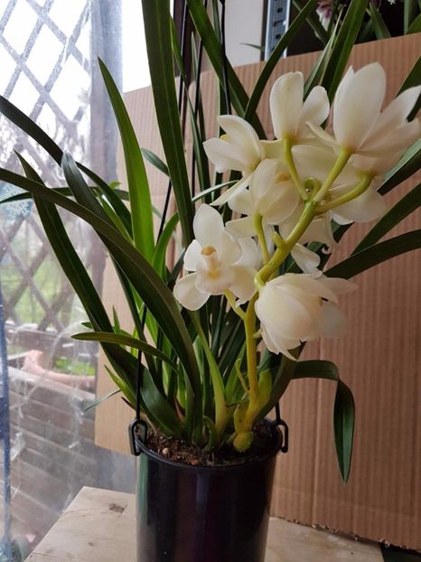 received_1515410678503672 - Florile mele