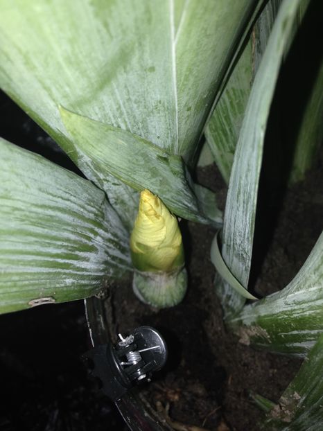 stanjenei - FLORILE MELE 2017