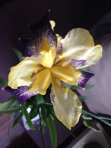 stanjenei - FLORILE MELE 2017