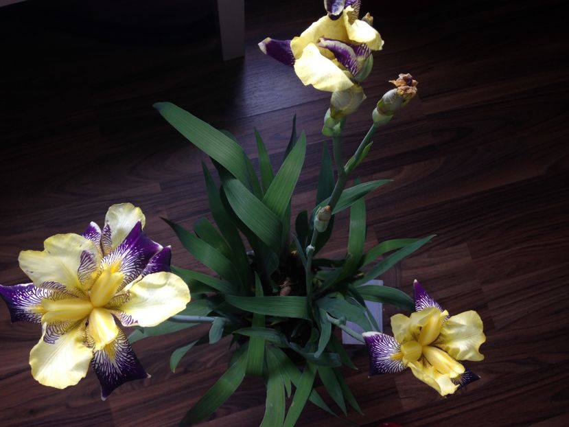 stanjenei - FLORILE MELE 2017