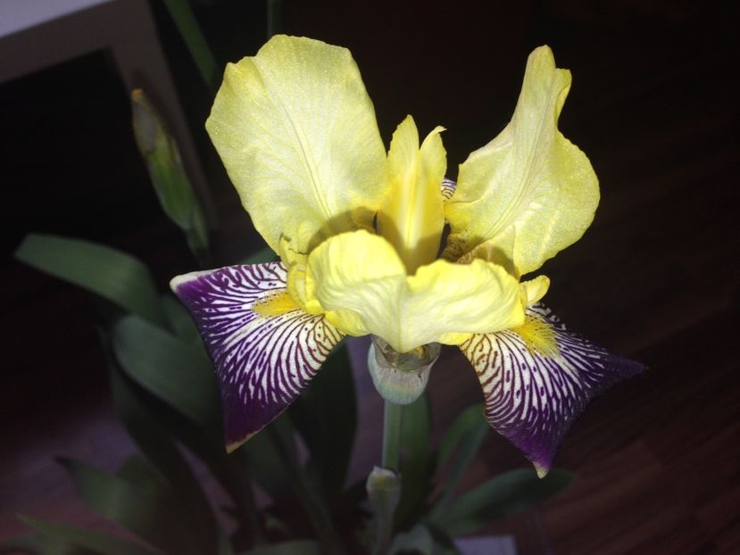 stanjenei - FLORILE MELE 2017