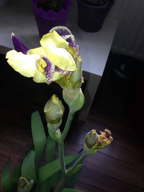 stanjenei - FLORILE MELE 2017